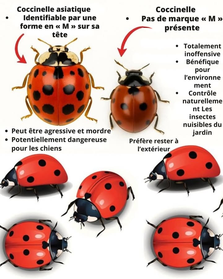 Coccinelle ou coccinelle asiatique ? Attention à ne pas confondre !

Ces deux petits insectes rouges à pois noirs se ressemblent beaucoup mais leurs impacts ne sont pas les mêmes 

 La coccinelle asiatique :

 Identifiable par un  M  noir sur sa tête
 Peut mordre et être agressive
 Potentiellement dangereuse pour les chiens
 Invasive et nuisible à notre biodiversité

 La coccinelle européenne la vraie amie du jardinier :

 Totalement inoffensive
 Très bénéfique pour lenvironnement
 Aide à contrôler naturellement les pucerons et autres insectes nuisibles
 Préfère rester au jardin plutôt quentrer dans les maisons

 Astuce de jardinier :
Si vous voyez un  M  noir sur la tête  cest une coccinelle asiatique 
Si pas de  M   cest une coccinelle bienfaitrice