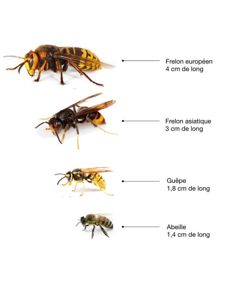Différences entre frelon européen, frelon asiatique, guêpe et abeille
 Frelon européen Vespa crabro  4 cm de long

Taille : le plus grand des hyménoptères en Europe.

Aspect : tête jaune, thorax brun-rouge, abdomen rayé jaune et noir.

Comportement : moins agressif que le frelon asiatique, attaque surtout si son nid est dérangé.

Rôle : prédateur utile, il régule les populations dinsectes.

 Frelon asiatique Vespa velutina  3 cm de long

Taille : légèrement plus petit que le frelon européen.

Aspect : corps sombre, thorax brun-noir, une seule bande orangée sur labdomen.

Comportement : plus agressif, surtout envers les abeilles domestiques.

Impact : menace pour lapiculture, car il attaque les ruches en groupe.

 Guêpe Vespula vulgaris  1,8 cm de long

Taille : plus petite que les frelons, mais plus grande que labeille.

Aspect : corps fin, rayures jaunes et noires bien marquées.

Comportement : attirée par la nourriture sucrée, pique facilement si elle se sent menacée.

Rôle : prédateur dinsectes nuisibles, mais aussi source de gêne en été.

 Abeille domestique Apis mellifera  1,4 cm de long

Taille : la plus petite parmi ces insectes.

Aspect : corps trapu, recouvert de poils fins, couleurs brun et doré.

Comportement : généralement pacifique, ne pique que pour se défendre et meurt après.

Rôle : pollinisatrice essentielle à lagriculture et à la biodiversité.