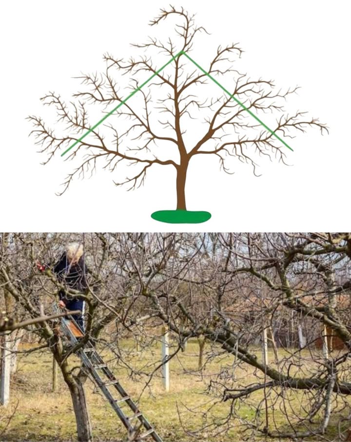 Poda Correcta de Árboles Frutales: Salud y Buena Cosecha 
1 Por qué podar
 Elimina ramas secas o enfermas
 Mejora entrada de luz y aire, previene hongos
 Redirige energía a ramas productivas
 Asegura estructura firme frente a viento y peso
2 Mejor época
 Invierno enemar: estimula crecimiento
 Verano junago: controla vigor y abre más luz en la copa
3 Reglas básicas
 Mantener forma de pirámide o copa abierta
 Quitar ramas que crecen hacia el interior
 Eliminar competidoras del eje central
 Sustituir madera vieja por brotes jóvenes y fértiles
 Cortar siempre sobre una yema o bifurcación
4 Paso a paso
 Retirar primero ramas secas o enfermas
 Suprimir verticales muy vigorosas y las que van hacia dentro
 Acortar ramas largas sin ramificación
 Garantizar copa aireada y bien iluminada
 Sellar cortes grandes si es necesario
5 Errores comunes
 Podar poco  copa densa y baja producción
 Cortar en madera vieja  rebrote insuficiente
 Podar en mal momento  evitar frío extremo o calor intenso
 Conclusión: con poda correcta y regular, el frutal se mantiene sano, mejora la calidad del fruto y asegura cosechas abundantes año tras año.