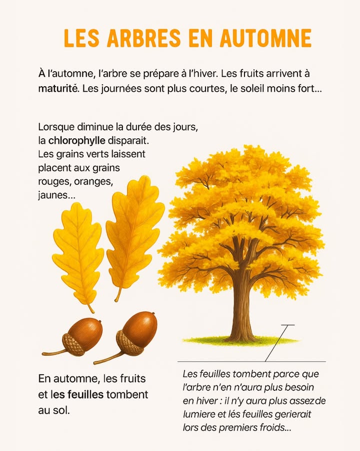 Les arbres en automne : un spectacle naturel fascinant ! 

À lautomne, les arbres se préparent doucement à affronter lhiver.
Les journées raccourcissent, la lumière diminue et la chlorophylle disparaît, laissant apparaître de magnifiques teintes rouges, jaunes et orangées. 

Les feuilles tombent car larbre nen a plus besoin en hiver  elles gèleraient au froid !
Les fruits aussi arrivent à maturité avant de tomber au sol pour nourrir la terre et assurer la continuité du cycle de la vie. 

 Le savais-tu ?
Cette transformation colorée nest pas seulement esthétique : elle permet à larbre déconomiser son énergie avant la saison froide.

 Observer la nature, cest comprendre le rythme de la vie !