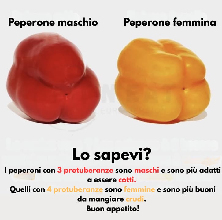 I peperoni con tre protuberanze sono considerati maschi e sono perfetti da cuocere, grazie alla loro consistenza più compatta.
Quelli con quattro protuberanze sono considerati femmine e hanno un sapore più dolce, ideale da mangiare crudi in insalate o piatti freschi.