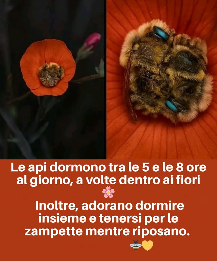 Il fantastico riposo delle api 

 Sì, anche loro dormono
Le api riposano tra le 5 e le 8 ore al giorno, normalmente allinterno dei fiori o dentro lalveare.

 Routine quotidiana
Durante il giorno lavorano senza sosta raccogliendo nettare e polline, e al calar della sera recuperano energia per la giornata successiva.

 Vita attiva e organizzata
 Raccolgono cibo
 Impollinano fiori
 Comunicano con precisione allinterno dellalveare

 Riposo vitale
Dormire permette loro di mantenere lenergia, coordinare il volo e garantire la sopravvivenza dellintera colonia.
