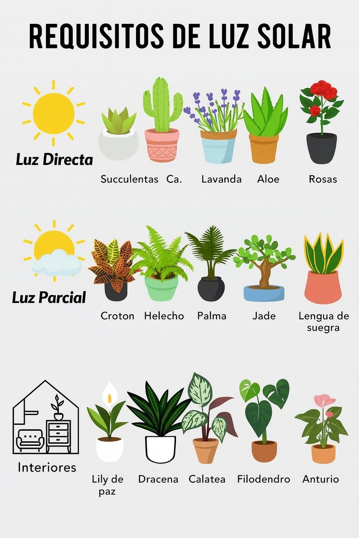 Guía Visual de Luz para Plantas de Interior y Jardín 

1 La sección de luz directa reúne especies que prosperan con varias horas de sol intenso como suculentas, cactus, lavanda, aloe y rosas, todas con riego moderado para evitar pudriciones.
2 En la zona de luz parcial aparecen croton, helecho, palma, jade y lengua de suegra, plantas que prefieren luz filtrada o pocas horas de sol suave junto con sustratos drenados y humedad equilibrada.
3 La categoría de interiores incluye lirio de la paz, drácena, calatea, filodendro y anturio, que requieren luz indirecta brillante, riegos controlados y protección frente a corrientes frías.
4 El esquema permite identificar rápidamente el nivel de luz adecuado para cada especie y facilita una colocación correcta en cualquier espacio del hogar.

Esta guía resume los requisitos fundamentales de iluminación para mantener plantas sanas y vigorosas.