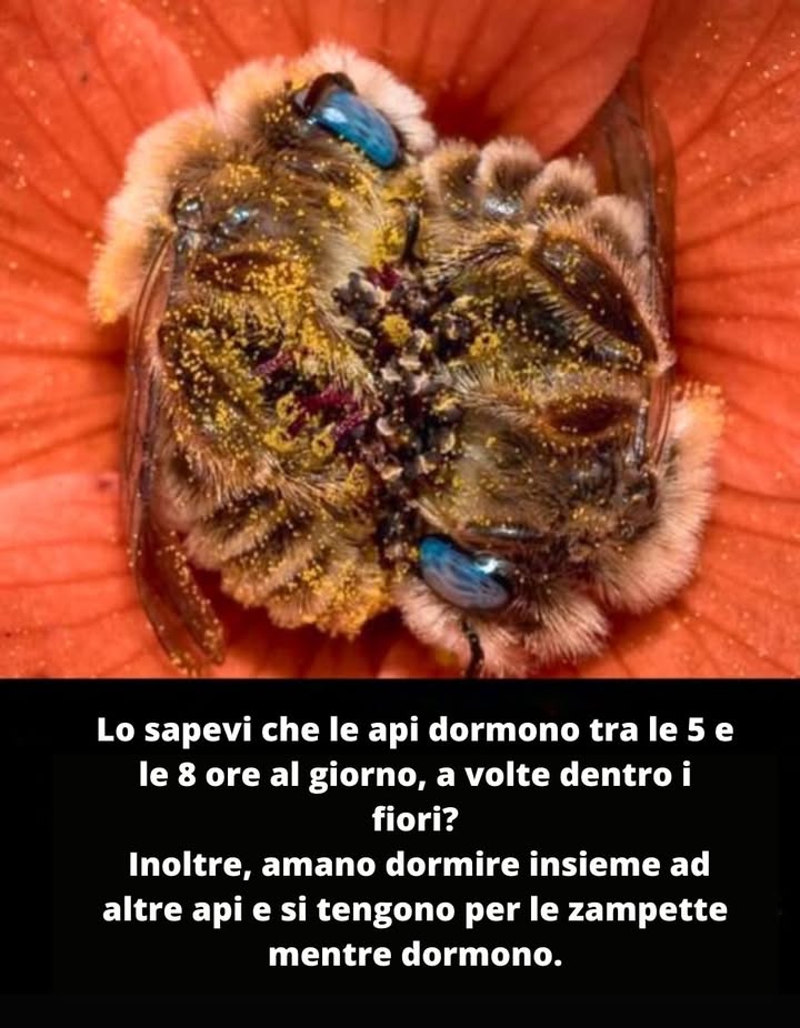 Sì, le api dormono  dalle 5 alle 8 ore al giorno! 
A volte riposano nei fiori, tenendosi per le zampette.
Anche i più piccoli operai della natura meritano il loro sonno ristoratore.
Proteggiamo il loro habitat, così avranno sempre un fiore accogliente dove riposare.