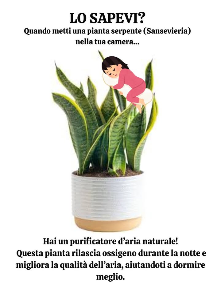 La Pianta Serpente nella Stanza: Purificatore dAria Naturale   
 Purificazione  Assorbe benzene, formaldeide e altri inquinanti per purificare laria interna.  
 Ossigeno di Notte  Continua a produrre ossigeno dopo il tramonto, favorendo una respirazione più profonda.  
 Sonno Ristoratore  Riduce laria viziata, rilassa latmosfera e migliora la qualità del sonno.  
 Manutenzione Facile  Molto resistente, tollera la bassa luminosità e richiede poca irrigazione.  
 Consiglio: Posizionala vicino al letto o in un angolo luminoso per godere dei suoi benefici in continuazione.  
 Risultato: Unaria più sana, un sonno sereno e una decorazione naturale.
