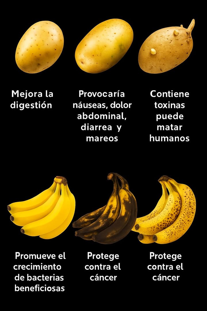 凜 Papas y Bananas: Lo Que Indican Sus Estados 凜
1 Papas verdes o brotadas
Pueden contener solanina. Esta sustancia provoca malestar digestivo y mareos. Retirar brotes y partes verdes o desechar si el sabor es amargo.
2 Papas sanas
Bien peladas y cocidas aportan carbohidratos, fibra y potasio. Si se enfrían y recalientan aumentan el almidón resistente, favoreciendo la digestión.
3 Bananas menos maduras
Amarillas con algo de verde. Contienen más almidón resistente, útil para nutrir bacterias benéficas del intestino.
4 Bananas maduras
Más dulces y fáciles de digerir. El almidón se transforma en azúcares simples.
5 Bananas muy maduras
Concentran antioxidantes naturales que aportan beneficios, sin reemplazar hábitos saludables.
6 Elección práctica
Evitar papas verdes o brotadas. Elegir el punto de madurez de la banana según el objetivo: prebiótica si está menos madura, más digestiva si está muy madura.