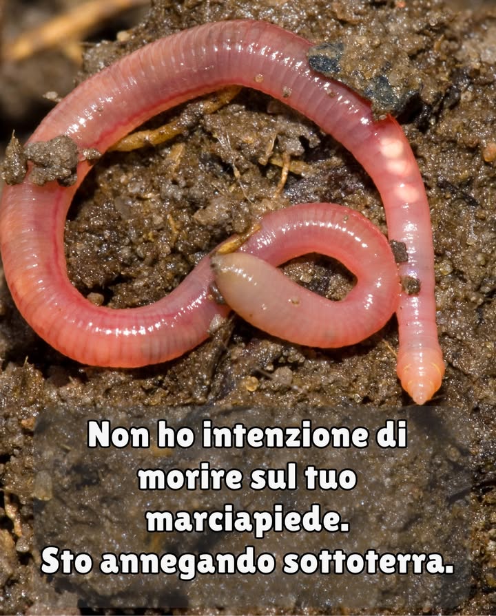 缾 Verità sugli lombrichi   
Non sto scappando dal terreno. Sto soffocando, cercando aria.

 Respiro attraverso la mia pelle  la pioggia può affogarmi  
 Scavo e aerifico il tuo giardino gratuitamente  
 Elaboro 10 tonnellate di terreno per ettaro ogni anno  
 I miei escrementi? Valgono 2,000 per tonnellata in fertilizzante naturale  
 Arricchisco il terreno con il 700% in più di nutrienti vegetali  
 Posso vivere 10 anni  ma muoio su cemento in 10 minuti  
 Uno di me = il potere di 1.000 batteri  

 Proteggi il tuo terreno. Proteggimi.  
Non sono un parassita. Sono il motore della salute del tuo giardino.