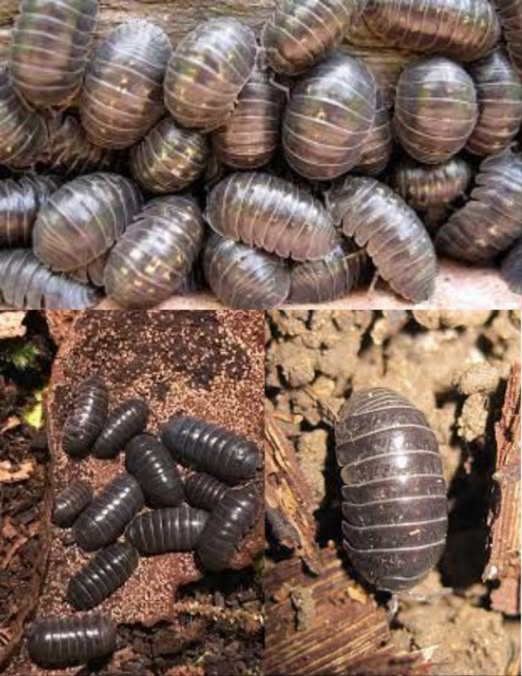 Penso che molti giardinieri si chiedano cosa siano questi insetti nel loro giardino. Si chiamano Oniscidae. Puoi trovarli sotto un mattone o un oggetto umido. Forse ti hanno fatto provare disgusto e ti sei chiesto perché esistano in natura. Ebbene, lascia che te lo dica: gli Oniscidae, meglio conosciuti come porcellini di terra, sono un sottogruppo di crostacei isopodi con una funzione fondamentale: rimuovere i metalli pesanti dannosi dal suolo, come mercurio, cadmio e piombo. Contribuiscono alla depurazione della terra e delle falde acquifere, confermando la saggezza della natura. Non danneggiarli né spruzzare pesticidi!