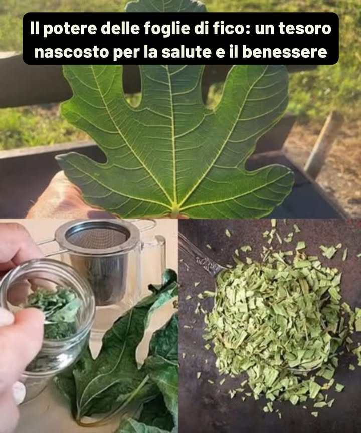 Il potere delle foglie di fico: gemma nascosta per la salute e il benessere   
Oltre al frutto dolce, le foglie di fico sono un tesoro medicinale carico di antiossidanti, fibre e composti bioattivi con un enorme potenziale per corpo e mente.  
 10 benefici straordinari  
 Regolano il zucchero nel sangue  migliorano la sensibilità allinsulina.  
 Proteggono il cuore  riducono trigliceridi e colesterolo LDL.  
 Supportano il controllo del peso  la fibra apporta sazietà e regola i grassi.  
 Migliorano la digestione  alleviano la costipazione e linfiammazione gastrica.  
 Cura della pelle  combattono linvecchiamento, leczema e lacne.  
 Rafforzano le ossa  ricche di calcio e magnesio.  
 Alleviano problemi respiratori  espettorante naturale contro la tosse.  
 Prevengono il cancro  antiossidanti che proteggono il DNA cellulare.  
 Depurano il fegato  eliminano tossine e riducono infiammazione.  
 Combattono le ulcere  rigenerano il rivestimento gastrico.  
 Tè di foglie di fico  
Ingredienti:  
 2 o 3 foglie fresche o secche  
 2 tazze dacqua  
 Miele o limone a piacere  
Preparazione:  
Lava bene le foglie.  
Fai bollire lacqua e aggiungi le foglie.  
Cuoci a fuoco lento per 10-15 min.  
Filtra e servi caldo.  
Addolcisci se lo desideri.  
 Un tè calmante, digestivo e ricco di proprietà curative.  
Le foglie di fico sono molto più di un residuo verde: integrarle nella tua routine significa aprire la porta a benefici profondi e sostenibili per tutto lorganismo.