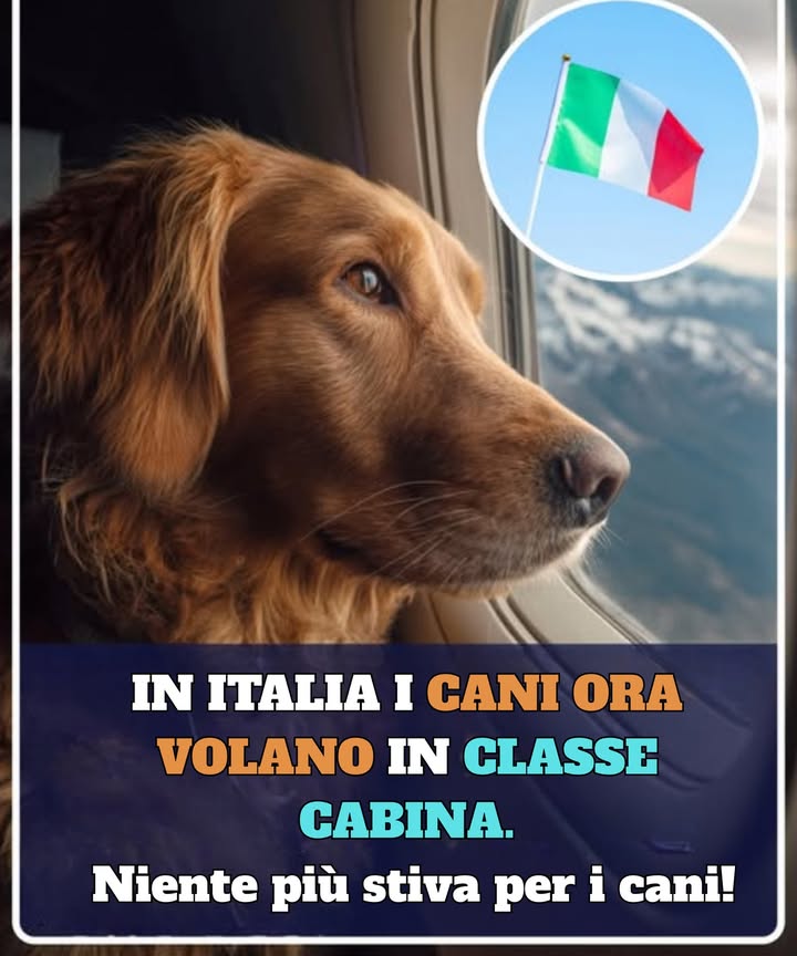 LItalia ha appena reso volare con i cani molto più umano e conveniente. A partire dal 12 maggio 2025, lautorità per laviazione del paese ENAC ha aggiornato le proprie regole per consentire ai cani di taglia media e anche a quelli più grandi di volare in cabina: niente più inviarli da soli nella stiva. Il pet deve rimanere in un trasportino sicuro spesso fissato a un sedile. Le compagnie aeree come ITA Airways e Neos Air sono già a bordo con le modifiche, e questo sta trasformando la cabina in un luogo dove i membri pelosi della famiglia possono rimanere vicini. È un semplice aggiornamento delle regole, ma un grande passo avanti nella compassione e nel comfort per i cuccioli e i loro padroni. #fblifestyle #stileDiVitaFB