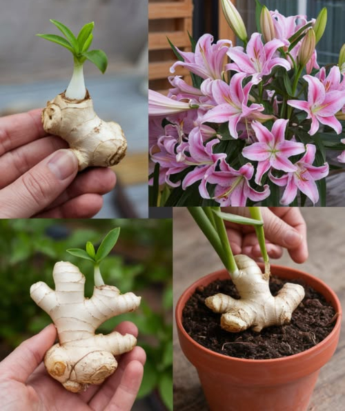 Come coltivare lo zenzero in casa per avere una scorta infinita e farlo fiorire

Scegliere il rizoma giusto
Opta per uno zenzero sodo, carnoso e con gemme ben sviluppate. Evita quelli rugosi o ammuffiti.

Preparare il rizoma
Immergilo in acqua tiepida per una notte per idratarlo. Taglialo in pezzi, assicurandoti che ciascuno abbia 1-2 gemme.

Scegliere il contenitore
Usa un vaso largo e poco profondo con fori di drenaggio. Riempi con un terriccio ben drenante e ricco di sostanza organica.

Piantagione e irrigazione
Interra i pezzi appena sotto la superficie del terreno, con le gemme rivolte verso lalto. Innaffia abbondantemente e mantieni il terreno umido ma non zuppo.

Condizioni ideali
Temperatura tra 24-29C e alta umidità. Usa un vassoio con acqua o un umidificatore per aumentare lumidità.

Irrigazione e concimazione
Annaffia regolarmente per mantenere lumidità costante. Concima ogni 2-4 settimane con un fertilizzante liquido bilanciato in fase di crescita.

Stimolare la fioritura
Offri luce solare abbondante, calore e umidità. Evita di spostare o disturbare la pianta.

Raccolta e conservazione
Dopo 8-10 mesi, raccogli i rizomi secondo necessità. Conserva leccesso in un luogo fresco e asciutto.

Conclusione
Coltivare lo zenzero in casa è semplice e gratificante: garantisce un raccolto continuo e può regalare anche splendide fioriture. Segui questi passaggi per godere dei frutti del tuo lavoro tutto lanno.