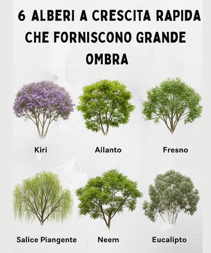 Alberi a crescita rapida che offrono ombra rinfrescante:  
 Albero Kiri  lussureggiante e veloce a raggiungere la maturità  
 Albero del paradiso  ampia chioma e crescita rapida  
 Fresno  fogliame denso, perfetto per ampi spazi  
 Salice piangente  elegante con rami ondeggianti  
 Nimtree  resistente e adattabile in molti climi  
 Eucalipto  alto, aromatico e rapido da stabilire  
Scelte ideali per creare ombra e bellezza naturale