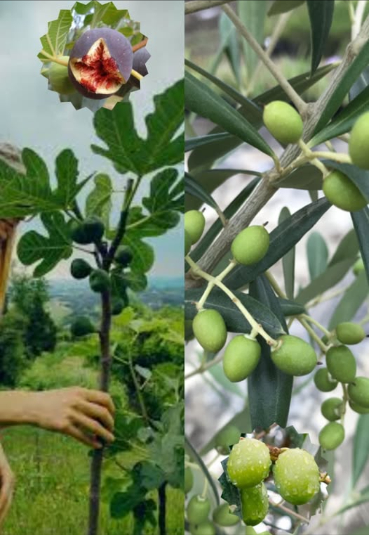 Perché piantare i fichi accanto agli ulivi? 㮝
Un antico trucco agricolo svela il segreto: il fico protegge lulivo! 
 La mosca dellolivo, uno dei principali parassiti dellulivo, è irresistibilmente attratta dallodore dei frutti del fico.
 Una volta che linsetto si sposta sullalbero di fico e tocca il frutto, muore immediatamente!  Questo perché il miele del fico è una sostanza letale per la mosca.
 Per unazione efficace, si consiglia di piantare un fico ogni quattro ulivi, una pratica tramandata fin dallantichità.
 Un metodo naturale e biologico per proteggere gli ulivi senza ricorrere a pesticidi!