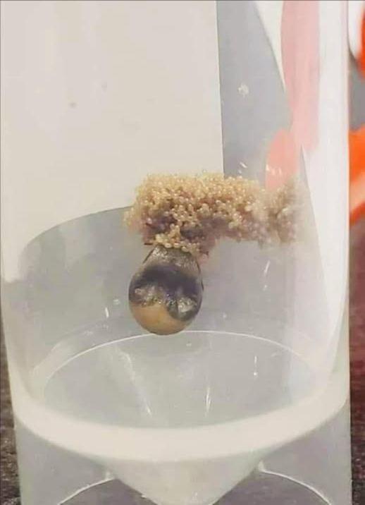 Da un giardiniere locale:
Questa zecca è stata tenuta in esposizione per un po di tempo affinché la gente potesse osservarla. Dopo mesi in un contenitore sigillato, senza alcuna alimentazione aggiuntiva, ha deposto uova. Questo dimostra quanto a lungo una zecca possa rimanere inattiva e quanti uova possa deporre una femmina.
Ricorda: le zecche tornano attive in autunno, quindi è importante continuare con le misure preventive.
Se trovi un piccolo mucchio di palline gelatinose nel tuo giardino, agisci subito! Sono uova di zecca pronte a schiudersi.
 Bruciale oppure distruggile immergendole nellalcool isopropilico.
 Assicurati di indossare guanti quando maneggi il nido: contiene centinaia di uova che si schiuderanno nel giro di poche settimane. 
Credo sia importante condividere queste informazioni perché le punture di zecca possono essere pericolose.
 Rimani al sicuro e informato per proteggere te stesso e il tuo giardino da queste piccole ma insidiose creature!