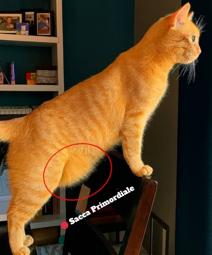 Cosè quella pelle che pende dalla pancia del mio gatto?
Molti pensano sia grasso in eccesso, ma in realtà si chiama sacca primordiale ed è del tutto normale in molte razze feline.

Compare di solito nelletà adulta, come un lembo di pelle sotto laddome, anche se il gatto non è mai stato in sovrappeso.

Ecco alcune curiosità su questa borsetta:

 Eredità selvatica: deriva dai suoi antenati felini selvatici.
 Riserva di energia: contiene un po di grasso utile nei periodi di digiuno.
 Maggiore elasticità: consente movimenti più ampi e agili.
 Protezione addominale: agisce come scudo in caso di lotta o gioco.

Quindi se noti quella pancetta penzolante, niente paura: è parte naturale della sua anatomia e non è un segno di obesità. 

#Gatto #SaccaPrimordiale #CuriositàFeline