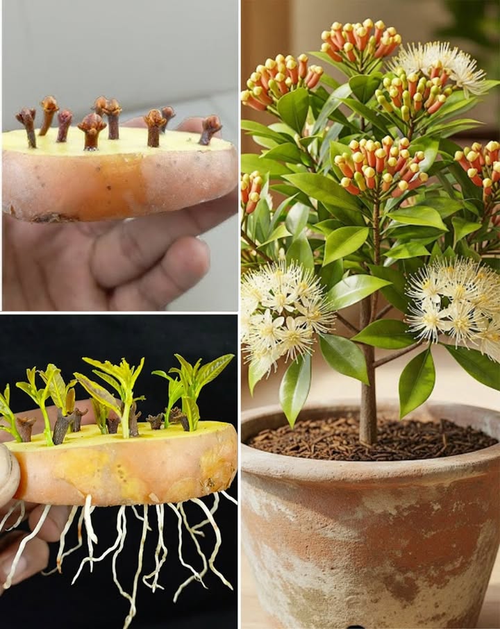 Cultivar Clavo de Olor en Casa 
1 Seleccionar botones frescos y viables para germinar.
2 Remojar en agua tibia durante 24 horas.
3 Plantar en maceta con sustrato fértil y bien drenado.
4 Mantener la tierra húmeda sin encharcar.
5 Colocar en lugar cálido y luminoso, protegido del frío.
6 Cuando la plántula esté firme, trasladar al jardín o a una maceta mayor.
7 Resultado
Con paciencia, la planta desarrolla hojas aromáticas y clavos con sabor intenso.