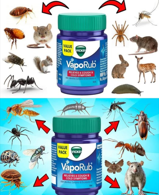 VICKS VAPORUB: Il Trucco Naturale per Tenere Lontani gli Insetti 烈練
Un solo prodotto, mille usi contro zanzare, mosche, formiche e non solo!
1 Zanzare addio!
烈 Spalma una piccola quantità su:
 caviglie   polsi  僚 dietro le orecchie
 Il profumo intenso di mentolo ed eucalipto le tiene lontane!
 Tip extra:
Lascia un barattolo aperto vicino a finestre o sotto il letto per creare una zona protetta.
2 Via le Mosche!
練 Cosa fare:
炙 Spalma su pezzetti di carta/stoffa e mettili vicino al bidone, lavello o cucina
 Mescola con acqua calda in una ciotola: il vapore le allontana
3 Blocca le Formiche!
 Applica lunguento:
 Nei punti dingresso finestre, porte, crepe
 Intorno ai bidoni della spazzatura
 Lungo i ripiani della cucina
 Direttamente sulle piste attive: le confonde e le respinge!
 Rimedio semplice, naturale e multiuso per una casa senza ospiti indesiderati!
 Salva questo trucco e usalo tutto lanno per un ambiente più protetto e profumato!
