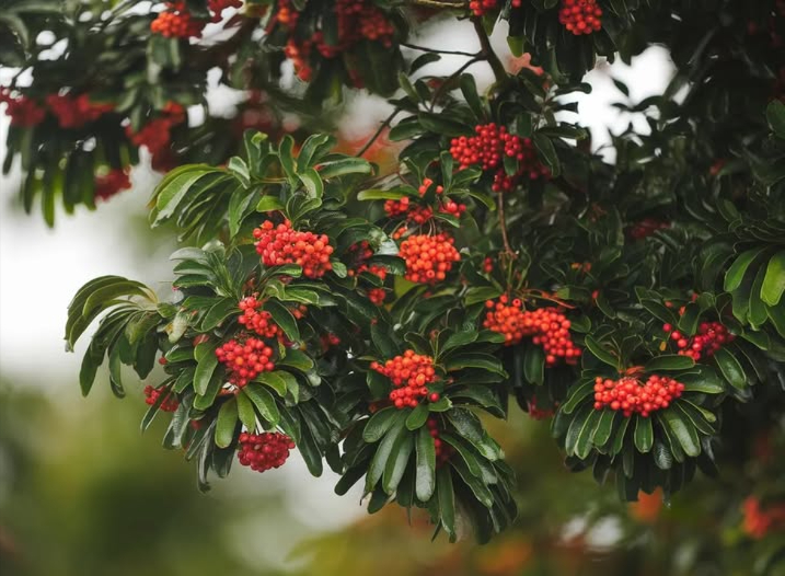 PIANTIAMO UN PEUMO  
Ecco la specie che salverà il pianeta.  
Il peumo è la specie più necessaria, urgente e visionaria che esista nella nostra casa chiamata terra.  
Il peumo consuma il tossico anidride carbonica.  
Il peumo rilascia molta umidità atmosferica quando le temperature sono alte.  
Il peumo è molto medicinale e fruttifero.  
Il peumo può essere piantato in strade, case e le sue radici non si espandono, con questo non provocano spese inutili alla comunità e meno al comune.  
Il peumo è un repellente naturale per le mosche e le zanzare.  
Il peumo non richiede molte risorse idriche.  
Il peumo nel suo stato adulto è equivalente a 10 condizionatori daria.  
Il peumo attrae una diversità di uccelli.  
Il peumo nutre linsetto più importante, che è lape.  
Il peumo è in cima alla lista a livello mondiale come il più appropriato e quello che aiuterà a ridurre il riscaldamento globale.  
Il peumo NON è allergenico.  
Il peumo esiste solo in Cile e già lo osservano con grande interesse gli Americani e i Cinesi.  
Il peumo riduce linquinamento acustico.  
Il peumo abbellisce una città.  
Il peumo è molto aromatico.