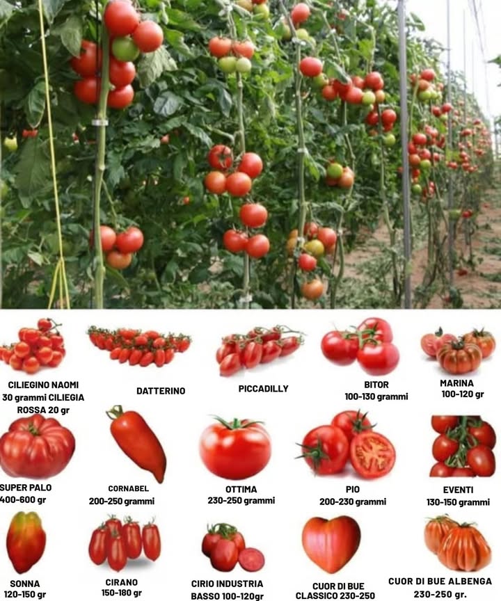 12 Super Consigli per coltivare molti pomodori!   
1. Pianta i fusti dei pomodori in profondità affinché sviluppino più radici, il che rafforzerà la pianta e la renderà più stabile contro il vento e le intemperie.  
2. Rimuovi le foglie inferiori una volta che la pianta ha raggiunto i 60 cm. Questo aiuta a prevenire malattie e migliora la fotosintesi.  
3. Elimina i succhioni, quei piccoli germogli che non producono frutti, affinché la pianta si concentri sulla crescita dei pomodori.  
4. Applica pacciame intorno alle piante per proteggere il terreno, trattenere lumidità e ridurre il contatto con il suolo, prevenendo le malattie.  
5. Posiziona strisce o tubi di rame intorno alle piante per dissuadere lumache e chiocciole.  
6. Usa supporti per i pomodori per evitare che cadano e mantenere il fusto forte.  
7. Lascia uno spazio di 60-90 cm tra le piante per garantire che ricevano abbastanza luce solare.  
8. Innaffia adeguatamente per evitare che i pomodori si crepino, sempre dal basso per non spruzzare le foglie e prevenire malattie.  
9. Aggiungi un cucchiaino di sale di Epsom al buco di piantagione o allacqua di irrigazione ogni due o tre settimane per promuovere una crescita sana.  
10. Fornisci unirrigazione lenta e profonda per garantire che lacqua raggiunga le radici, mantenendo il terreno umido.  
11. Pianta calendule vicino ai pomodori per respingere i nematodi e proteggere le radici.  
12. Pianta aglio vicino ai pomodori per migliorare il sapore dei frutti e ridurre i funghi.  
#agroindustria #Agricoltura #agriculture #Agricoltura