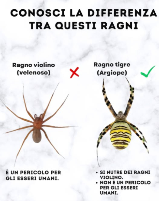 Scopri la differenza tra questi ragni
 Ragno violinista venenoso
 Può essere pericoloso per gli esseri umani.
 Il suo morso può causare reazioni gravi.
 Ragno tigre inoffensivo
 Si nutre di ragni violinisti.
 Non rappresenta un pericolo per gli esseri umani.
 Non uccidere tutti i ragni, alcuni sono tuoi alleati in casa e giardino.