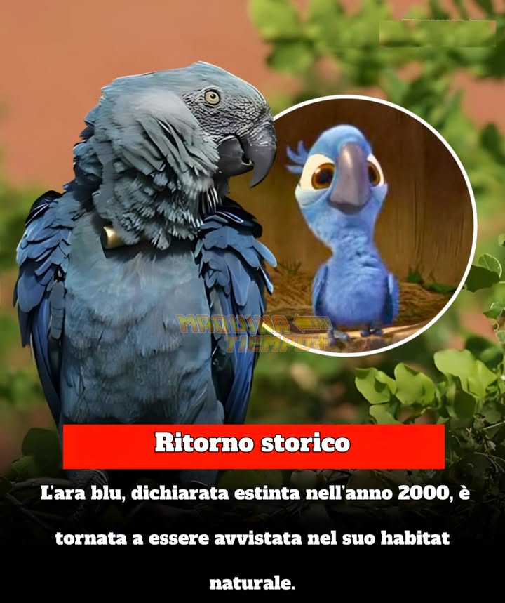 REGRESO STORICO  
Dopo più di due decenni di assenza dalla natura, il guacamayo di Spix famoso per aver ispirato il film Rio torna a solcare i cieli del Brasile.  

Grazie a programmi internazionali di conservazione e allevamento in cattività, questa specie ritorna nel suo habitat originale, segnando un traguardo storico per la biodiversità e uno dei maggiori successi nella conservazione degli ultimi anni.  

#HistoriasDeLaVidaReal #StorieDellaVitaReale