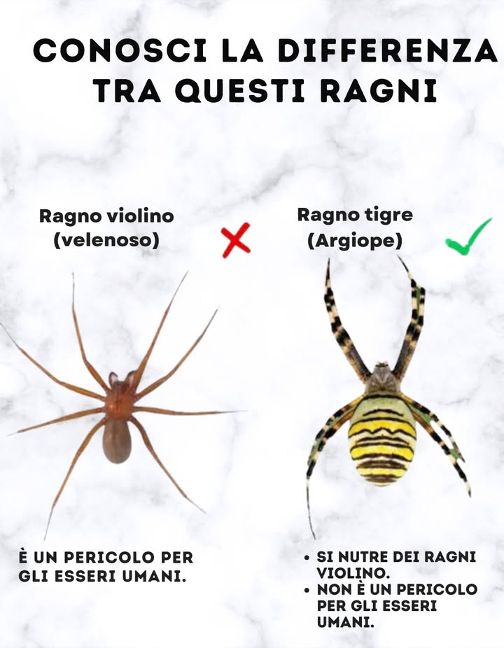 Scopri la differenza tra questi ragni  
 Ragno violinista venenoso  
 Può essere pericoloso per gli esseri umani.  
 Il suo morso può causare reazioni gravi.  
 Ragno tigre inoffensivo  
 Si nutre di ragni violinisti.  
 Non rappresenta un pericolo per gli esseri umani.  
 Non uccidere tutti i ragni, alcuni sono tuoi alleati in casa e giardino.
