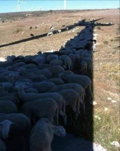 Limportanza di piantare alberi in unimmagine