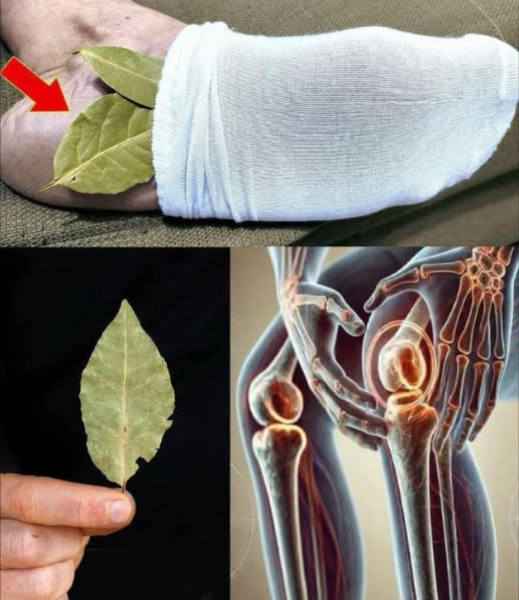 Mettete 1 foglia di alloro sui piedi e non dovrete più spendere soldi in farmacia…
 Sollievo Naturale con le Foglie di Alloro nei Calzini! 
Un rimedio semplice e sorprendente per alleviare il dolore a piedi, articolazioni e schiena!
 Come si fa:
Prendi 1-2 foglie di alloro pulite e asciutte
Inseriscile dentro ai calzini, vicino al tallone
Indossa i calzini di notte o mentre ti rilassi in casa
Ripeti ogni giorno per 2 settimane
 Benefici Principali:
Riduce dolore e infiammazione
Migliora la circolazione
Favorisce il rilassamento e il sonno
Protegge da funghi e batteri
離 Leugenolo, il principio attivo dellalloro, ha potenti effetti antinfiammatori e analgesici, proprio come alcuni farmaci… ma totalmente naturale!
 Ideale per chi soffre di:
Piedi doloranti
Artrite o dolori articolari
Infiammazioni croniche
Mal di schiena o ginocchia
 Un antico segreto della natura, a portata di piede!
Provalo anche tu per scoprire quanto può essere potente una semplice foglia.