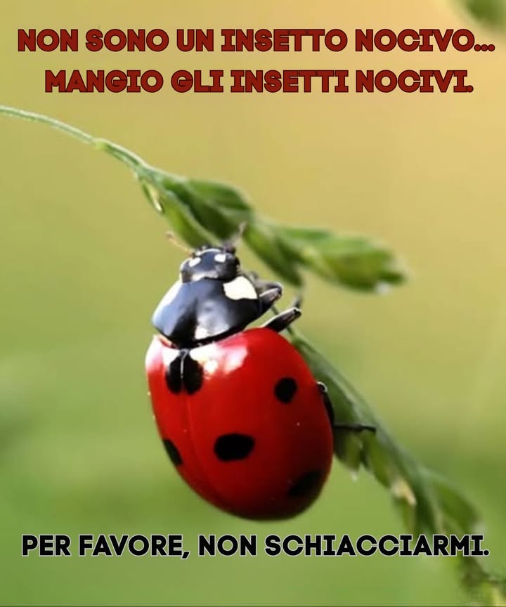 Coccinellidae: alleate preziose per un giardino sano   
 Famiglia diffusa di piccoli coleotteri  
 Chiamate “coccinelle” in Nord America  
 Soprannominate “ladybirds” nel Regno Unito  
 Termine preferito dagli entomologi: “Coccinellidae” per evitare confusioni  
 Benefici naturali:  
 Predatori efficaci di afidi e cocciniglie  
 Soluzione biologica contro i parassiti del giardino  
 Consiglio da giardiniere:  
 Pianta aneto, finocchio e ortaggi per attirarli in modo duraturo 華