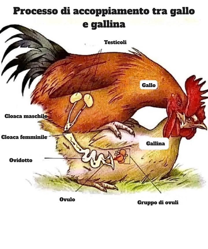 讀 Processo di accoppiamento tra gallo e gallina 讀

Laccoppiamento negli uccelli domestici è diverso da quello di altri animali, poiché non esistono pene né vagina, ma un contatto chiamato “bacio cloacale”.

 Il gallo possiede testicoli interni dove si producono gli spermatozoi. Questi passano nella cloaca maschile, pronti per la fecondazione.

 La gallina ha un sistema riproduttivo a forma di ovidotto, dove si sviluppano le uova. I suoi ovuli viaggiano fino alla cloaca femminile.

 Durante la copula, il gallo si posiziona sopra la gallina e entrambi mettono in contatto le loro cloache. Così gli spermatozoi entrano nellovidotto della femmina.

 Una volta allinterno, gli spermatozoi possono sopravvivere per diversi giorni, fecondando vari ovuli. Questo consente a una gallina di continuare a deporre uova fertili anche senza un nuovo accoppiamento immediato.

 Risultato: dallovulo fecondato si forma luovo fertile, che con unincubazione adeguata darà origine a un pulcino