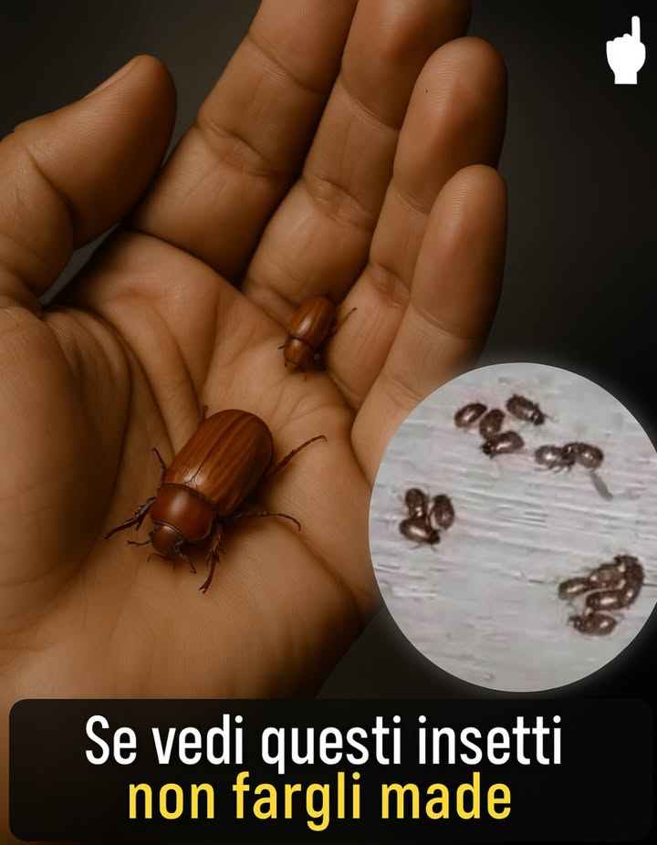 Quando piove, molti bambini corrono a schiacciare i “bestiolini” che escono dal prato e anche tanti adulti.
Ma quasi nessuno sa che quei “bestiolini” hanno un nome: si chiamano cuclini. E quello che fanno per la terra nemmeno lessere umano è riuscito a imitarlo.

 Ripuliscono il suolo.
Si nutrono di foglie secche, scarti organici e detriti. Così mantengono il terreno sano, fertile e pieno di vita.

 Impollinano i fiori.
Camminando tra le piante, trasportano polline, aiutando molte specie anche quelle che mangiamo a riprodursi.

 Controllano i parassiti.
Alcune varietà di cuclini si cibano di insetti nocivi per orti e giardini.
Lavorano per noi, ogni giorno, anche se non li vediamo.

Ma ogni volta che qualcuno li schiaccia o usa veleni senza pensarci, quellequilibrio si rompe.
E la terra la nostra terra ne soffre.

Se hai un giardino, pianta fiori che piacciano agli impollinatori.
Insegna a figli e nipoti che non tutto ciò che è piccolo è inutile o brutto.
Proteggere i cuclini è un gesto semplice ma potente per insegnare il rispetto per la vita.