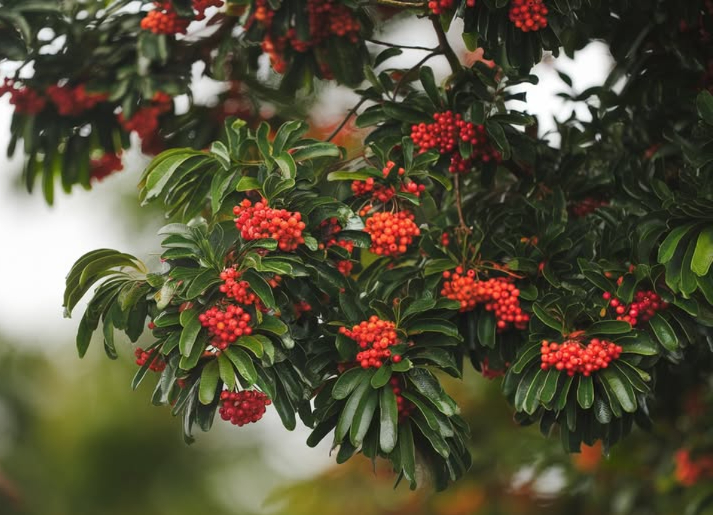 PIANTIAMO UN PEUMO  
Ecco la specie che salverà il pianeta.  
Il peumo è la specie più necessaria, urgente e visionaria che esista nella nostra casa chiamata terra.  
Il peumo consuma il tossico biossido di carbonio.  
Il peumo libera molta umidità atmosferica quando le temperature sono alte.  
Il peumo è molto medicinale e fruttifero.  
Il peumo può essere piantato in strade, case e le sue radici non si espandono, così non provocano spese inutili alla comunità e meno ancora al comune.  
Il peumo è un repellente naturale per mosche e zanzare.  
Il peumo non richiede molte risorse idriche.  
Il peumo, nel suo stato adulto, è equivalente a 10 condizionatori daria.  
Il peumo attira una diversità di uccelli.  
Il peumo nutre linsetto più importante, che è lape.  
Il peumo guida la lista a livello mondiale come il più appropriato e quello che aiuterà a ridurre il riscaldamento globale.  
Il peumo NON è allergenico.  
Il peumo esiste solo in Cile e già lo guardano con grande interesse gli americani e i cinesi.  
Il peumo riduce linquinamento acustico.  
Il peumo abbellisce una città.  
Il peumo è molto aromatico.