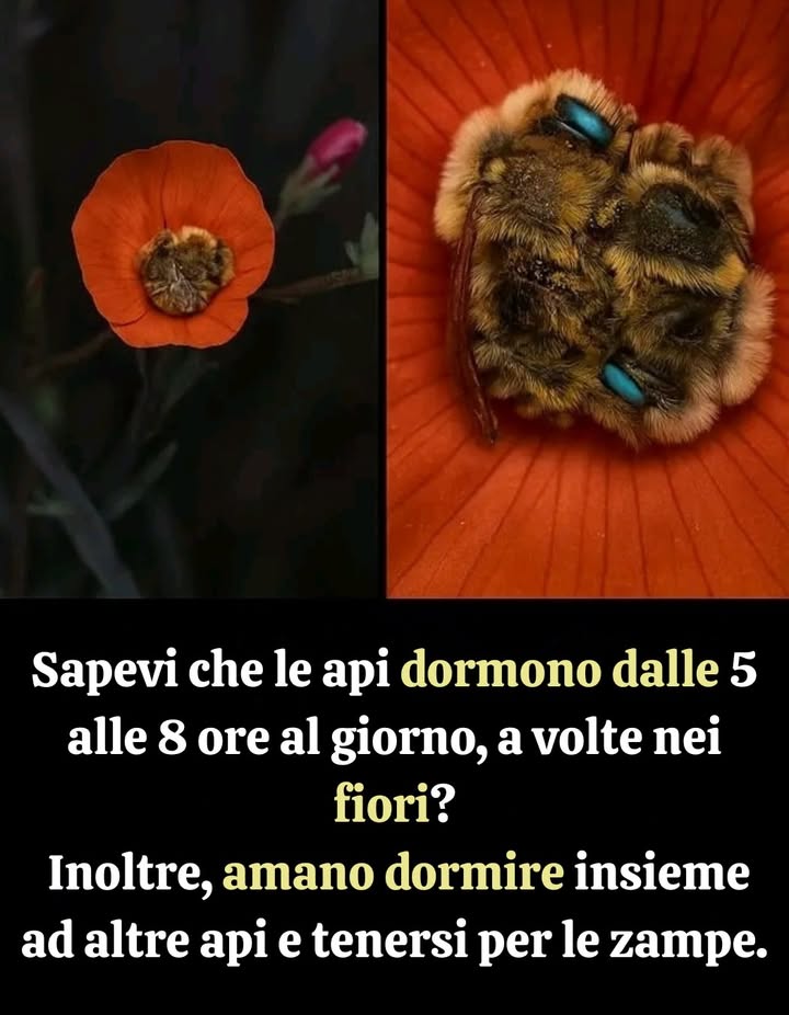 SAPEVI???

È affascinante! Anche le api hanno bisogno di riposare, proprio come noi. Generalmente dormono:

Da 5 a 8 ore al giorno, spesso nei fiori o nel nido

Lavorano e cercano cibo durante il giorno

Conservano energia per le attività del giorno successivo

Le vite occupate delle api includono:

Raccogliere nettare e polline

Impollinare i fiori

Comunicare con i membri dellalveare

Il loro riposo è cruciale per mantenere la loro energia e garantire la sopravvivenza della colonia.