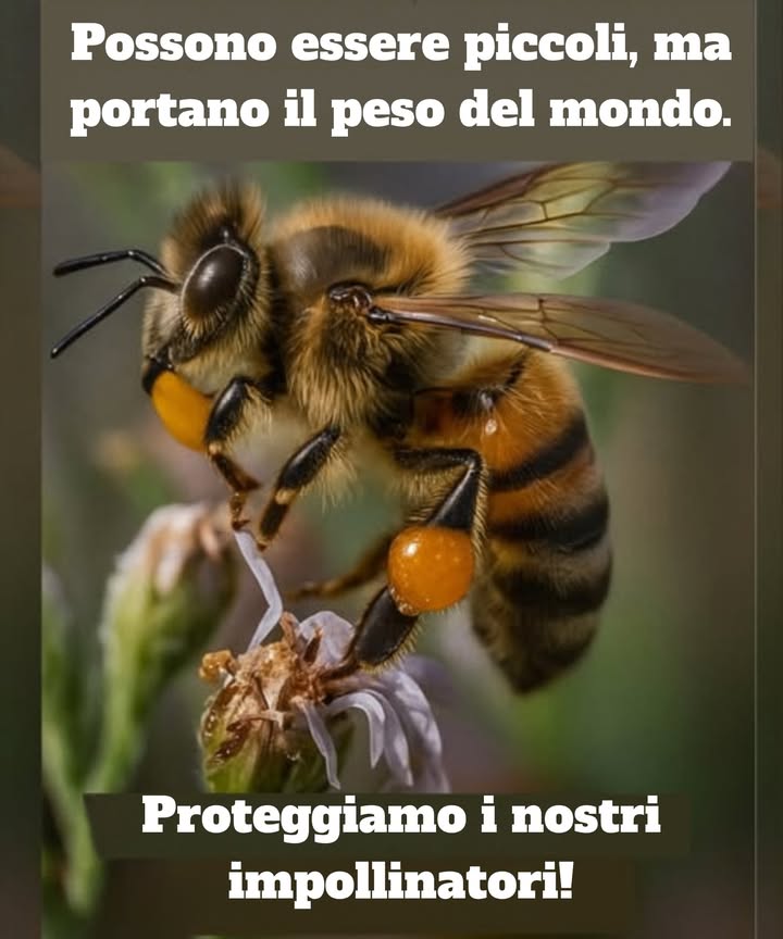Piccoli ma potenti, gli impollinatori come le api portano il mondo sulle loro ali.  Proteggiamo queste straordinarie creature che fanno fiorire i nostri giardini e sostengono gli ecosistemi. Senza di loro, tutto diventa più difficile. Assicuriamoci che possano prosperare! 

Ask ChatGPT