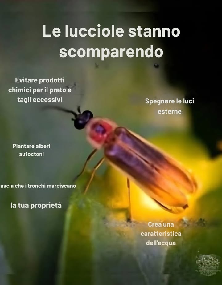 Aiuta a riportare le lucciole!   
 Salta i prodotti chimici per il prato  
 Pianta alberi autoctoni  
 Aggiungi una piccola fonte dacqua  
 Lascia dei vecchi tronchi a marcire  
 Spegni le luci esterne di notte  
Piccole modifiche possono illuminare di nuovo i nostri cieli estivi!