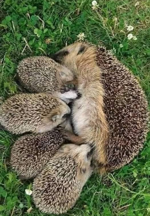Se mi trovi nel tuo giardino, pensa di lasciarmi un po di cibo, come crocchette di pollo per gatti. Ma evita il pesce. Considera anche di lasciare acqua a mia disposizione. Non darmi latte, poiché potrebbe farmi ammalare gravemente e persino disidratarmi.  
Evita anche di usare insetticidi o trappole. Sono un piccolo guardiano discreto e utile per il tuo giardino, poiché mi nutro degli insetti nocivi che minacciano le tue piante. Sfortunatamente, la mia specie è in pericolo, quindi, per favore, aiutami a continuare a prendermi cura del tuo giardino.  
Il tuo supporto non solo salva la mia vita. Contribuisce anche a preservare lequilibrio del tuo ecosistema. Insieme, possiamo salvaguardare la biodiversità e fare del tuo giardino un rifugio per la natura.  
Grazie mille per la tua gentilezza! 璉