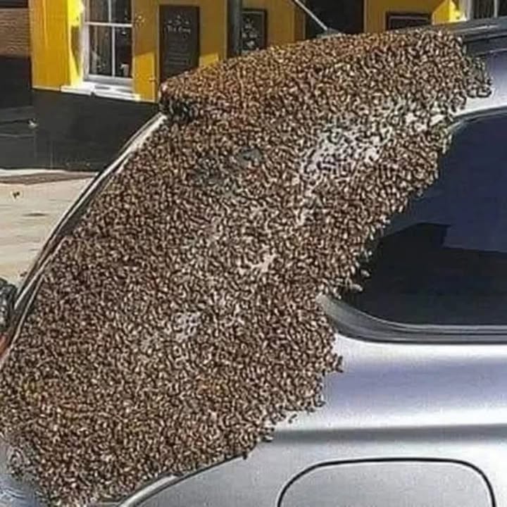 IMPORTANTE  Quando vedi qualcosa del genere, non avere paura, non chiamare i vigili del fuoco o la protezione civile, non toccarle, non ucciderle. Sono solo api in viaggio, sono di passaggio e si fermeranno solo per 24 ore. Non disturbarle e cerca di non avvicinarti, non ti faranno male. Se vuoi aiutarle, metti un piatto piano o un contenitore basso con una leggera quantità dacqua e zucchero. Vedrai come si nutriranno, prenderanno energia e continueranno il loro cammino. Tutti noi dobbiamo proteggere gli sciami viaggiatori, sono la nostra assicurazione di sopravvivenza. Se loro muoiono, noi moriremo dopo. Senza le api, nessun essere umano rimarrà sulla faccia della Terra…