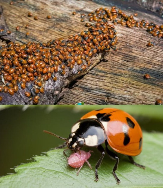 Coccinelle nel tuo giardino: i difensori naturali delle tue piante!   
Attira le coccinelle seminando erbe come coriandolo, finocchio e basilico.  
Evita di usare pesticidi, poiché danneggiano questi preziosi alleati.  
Crea rifugi con foglie secche o posiziona hotel per insetti affinché si sentano a loro agio.  
Fornisci acqua in piccoli contenitori per tenerle felici e vicine.  
Un giardino pieno di coccinelle non solo controlla i parassiti in modo naturale, ma riduce anche la necessità di prodotti chimici. Crea un ecosistema sano ed equilibrato per le tue piante!
