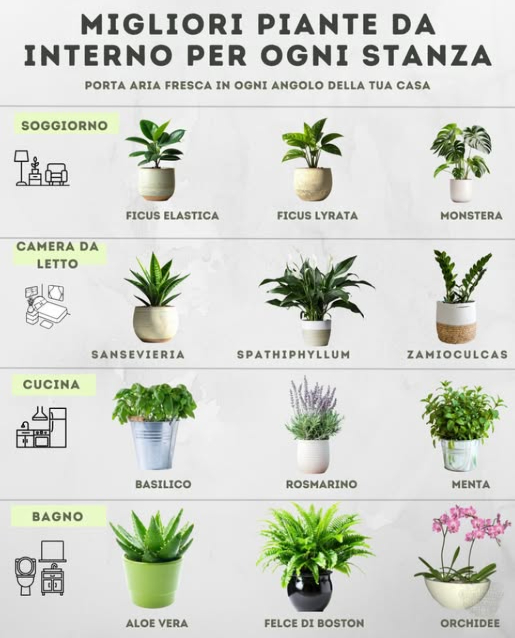 Porta il verde in ogni stanza per aria fresca e bellezza! 

Camera da Letto 

Sansevieria: poca luce, annaffiare di rado.

Spathiphyllum Fiore della Pace: mantenere il terreno umido.

Zamioculcas: tollera la siccità, annaffiare raramente.

Soggiorno 

Ficus Elastica Rubber Plant: luce intensa, lasciare asciugare il terriccio superficiale.

Ficus Lyrata Fiddle Leaf Fig: luce intensa, umidità costante.

Monstera: annaffiare quando il primo strato di terriccio è asciutto.

Cucina 

Basilico: pieno sole, mantenere il terreno umido.

Rosmarino: pieno sole, lasciare asciugare leggermente il terreno.

Menta: mezzombra, terreno umido meglio in vaso.

Bagno 

Aloe Vera: luce intensa, annaffiare a fondo ma di rado.

Felce di Boston: necessita umidità e annaffiature costanti.

Orchidee: annaffiare settimanalmente; lalta umidità favorisce la fioritura.

 Scegli le piante in base alle loro esigenze di luce e umidità! Abbinale alla tua zona USDA se vuoi tenerle in vasi allesterno.