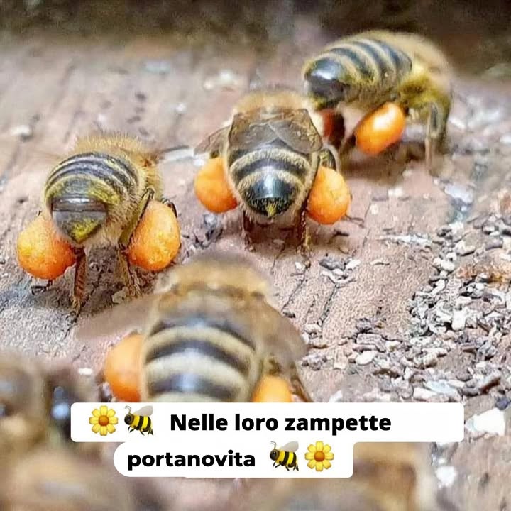 LE LORO ZAMPETTE PORTANO LA VITA DELLA MADRE NATURA E DELLUMANITÀ.

GRAZIE ABEJITAS