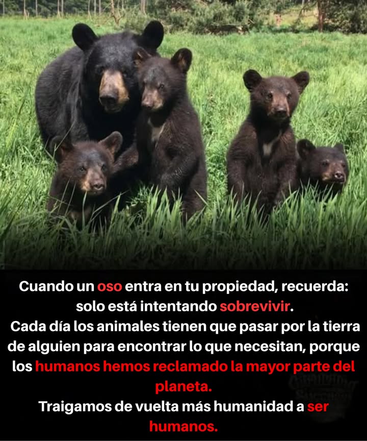A menudo olvidamos que la Tierra precede a la humanidad y pertenece a innumerables criaturas. Cuando un oso cruza a tu propiedad, simplemente está tratando de sobrevivir, no de invadir. Los animales no reconocen los límites de propiedad; buscan comida y refugio en un mundo donde la expansión humana limita sus opciones.

Esta imagen de un oso y sus crías nos recuerda que compartimos este planeta con la vida silvestre. A medida que las áreas urbanas crecen, estos animales son empujados a territorios humanos, lo que lleva a conflictos. Debemos reconocer nuestro papel en la coexistencia con la naturaleza y permitir espacio para que la vida silvestre prospere.

La próxima vez que veas un oso o cualquier animal en tu terreno, recuerda: solo están buscando sobrevivir. Coexistamos pacíficamente y restauramos el equilibrio en nuestro mundo.