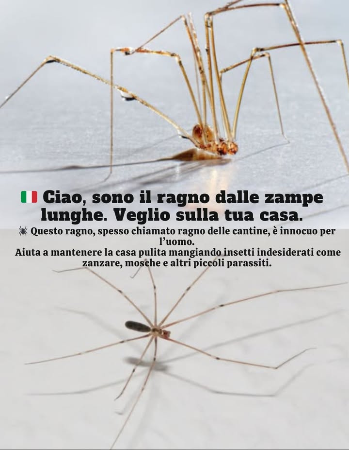 Il ragno falciatore: il guardiano silenzioso della casa   
Discreto e sottile, il ragno falciatore, appartenente alla famiglia dei Pholcidae, è inoffensivo per lessere umano.  
Svolge un ruolo prezioso nel controllo naturale dei parassiti: cattura infatti mosche, scarafaggi e persino specie più temute come i ragni violinisti o le vedove nere.  
La sua presenza, spesso percepita come indesiderata a causa delle sue ragnatele, porta però veri benefici ecologici.  
Questo alleato silenzioso partecipa allequilibrio naturale della casa, limitando la proliferazione di insetti e favorendo un ambiente sano senza prodotti chimici.