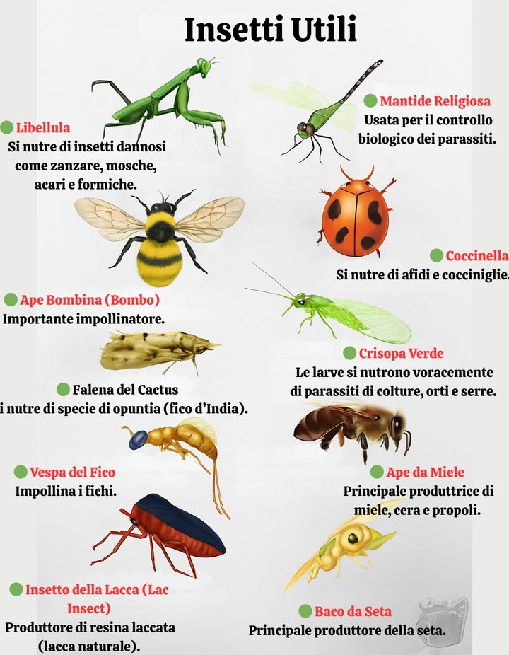 者 Insetti Utili nel Giardino e nellAgricoltura 

Un ecosistema sano si basa anche sulla presenza di insetti benefici. Questi piccoli alleati svolgono ruoli fondamentali nella lotta biologica ai parassiti e nellimpollinazione delle piante.

 Libellula  Si nutre di insetti dannosi come zanzare, mosche e acari.
 Mantide Religiosa  Efficace predatrice per il controllo naturale dei parassiti.
 Ape Bombina  Impollinatore fondamentale per molte colture.
 Coccinella  Si nutre di afidi e cocciniglie.
 Crisopa Verde  Le larve eliminano molti parassiti in orti e serre.
 Falena del Cactus  Specializzata nel nutrirsi di opuntie.
 Vespa del Fico  Impollina i fichi.
 Ape da Miele  Produce miele, cera e propoli.
 Insetto della Lacca  Fonte naturale di resina laccata.
 Baco da Seta  Produttore primario della seta.

Favorire la biodiversità aiuta a proteggere lambiente e a sostenere coltivazioni più equilibrate e resilienti.