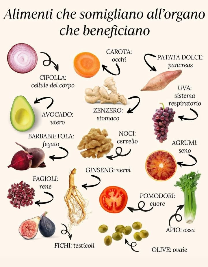 Alimenti che somigliano allorgano che beneficiano

Cipolla: cellule del corpo
Carota: occhi
Patata dolce: pancreas
Uva: sistema respiratorio
Avocado: utero
Zenzero: stomaco
Barbabietola: fegato
Noci: cervello
Agrumi: seno
Fagioli: rene
Ginseng: nervi
Pomodori: cuore
Fichi: testicoli
Apio: ossa
Olive: ovaie