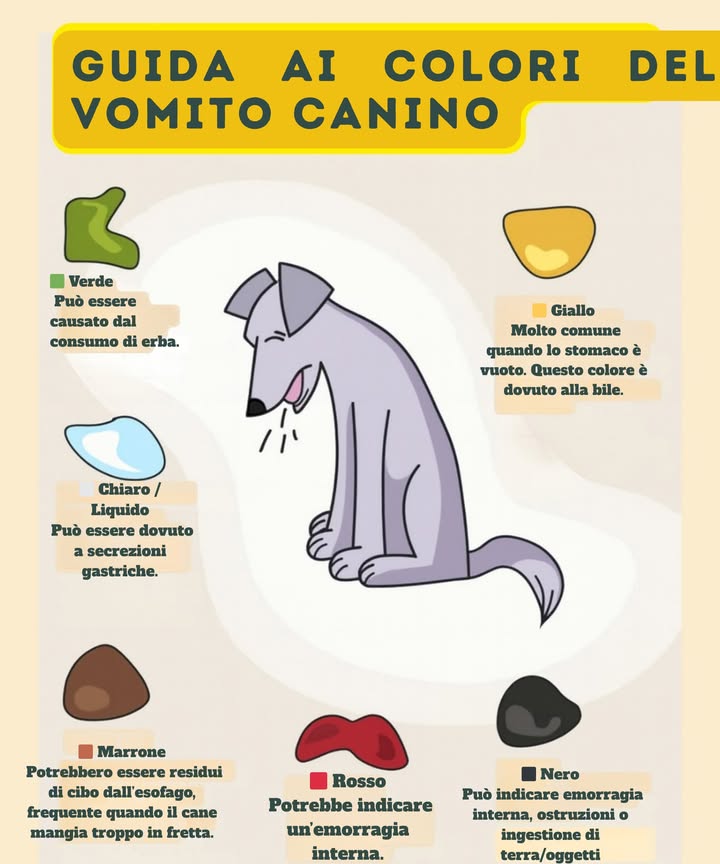 Guida rapida: Colori del vomito nei cani

 Verde  causato da mangiare erba.  
 Chiaro, liquido  secrezioni gastriche.  
 Marrone  resti di cibo dallesofago, si verifica quando mangiano in fretta.  
 Giallo  molto comune con lo stomaco vuoto, per bile.  
 Rosso sangue  possibile emorragia interna.  
 Nero  può essere emorragia interna, ostruzioni o consumo di terra.

 Controlla sempre la salute del tuo cane. Se i sintomi persistono, vai dal veterinario. 喙