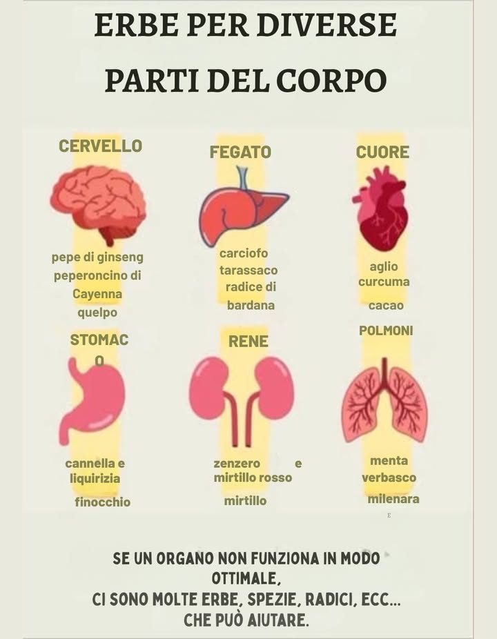 Erbe per ogni parte del tuo corpo 易贈  
La natura ci offre soluzioni potenti per migliorare la salute dei nostri organi in modo naturale. Se qualche organo non funziona bene, queste erbe e radici possono aiutarti a equilibrare e guarire il tuo corpo:  
易 Cervello:  
 Ginseng  
 Pepe di Cayenna  
 Alga Kelp  
 Migliorano la memoria, lenergia mentale e la concentrazione.  
變 Cuore:  
 Aglio  
 Curcuma  
 Cacao  
 Rinforzano il sistema cardiovascolare e regolano la pressione sanguigna.  
贈 Polmoni:  
 Menta  
 Gordolobo mullein  
 Millefoglie yarrow  
 Decongestionano, puliscono e rinforzano i polmoni.  
 Stomaco:  
 Cannella  
 Liquirizia  
 Finocchio  
 Aiutano con la digestione, i gas e lacidità.  
什 Fegato:  
 Dente di leone  
 Carciofo  
 Radice di bardana  
 Disintossicano e stimolano la funzione epatica.  
齃 Reni:  
 Zenzero  
 Mirtillo cranberry  
 Mirtillo blu bilberry  
 Aiutano a prevenire infezioni urinarie e a eliminare tossine.  
 Ricorda: Le piante sono alleate potenti, ma è importante consultare un professionista della salute prima di iniziare qualsiasi trattamento naturale.   
#HierbasMedicinales #ErbeMedicinali #SaludNatural #SaluteNaturale #RemediosCaseros #RimediCasalinghi