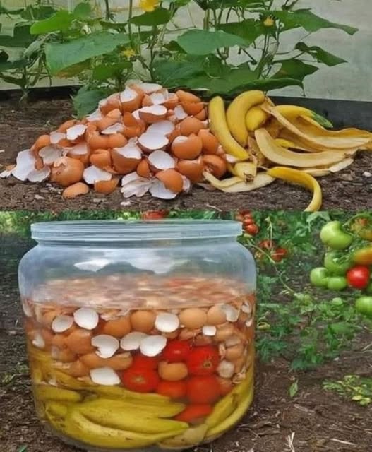 Questi 2 ingredienti sono oro per il giardino : Fertilizzante potente 
讀 Gusci duovo: Lasciateli asciugare al sole e tritateli fino a ottenere una polvere fine. Ricchi di calcio, rinforzano le piante e migliorano la qualità del suolo.
 Bucce di banana: Piene di potassio e magnesio, favoriscono la crescita. Potete interrarle direttamente o farle bollire per unora per ottenere un liquido nutritivo. Lasciate riposare questo liquido tutta la notte per aumentarne lefficacia.
 Fertilizzante naturale combinato:
1 Versate la polvere di gusci duovo in un contenitore.
2 Aggiungete il liquido delle bucce di banana e mescolate.
3 Amalgamate bene fino a ottenere una soluzione uniforme.
 Arricchimento con fondi di caffè: Aggiungete una piccola quantità di caffè macinato per migliorare la qualità dellacqua e arricchire il mix di nutrienti.
 Vantaggi: Questa combinazione offre vitamine e minerali essenziali, stimola una crescita vigorosa delle piante e favorisce un giardinaggio ecologico e sostenibile!