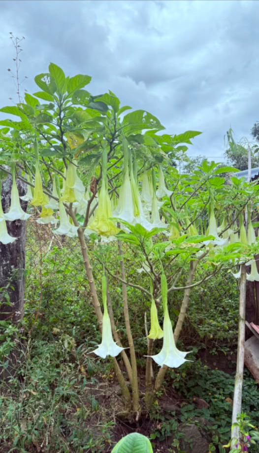 Il Borrachero: il fiore meraviglioso e pericoloso della natura   
Il borrachero Brugmansia arborea è una di quelle meraviglie che sembrano uscite da un sogno, con i suoi maestosi fiori a forma di tromba  che pendono delicati e sprigionano un aroma dolce e avvolgente, soprattutto di notte. È un albero ornamentale che abbellisce i giardini e risveglia la curiosità di chiunque lo osservi, come un regalo misterioso della natura .  
Ma dietro a quella bellezza si nasconde un grande pericolo . Tutte le sue parti contengono alcaloidi molto potenti, usati anticamente in rituali, ma che oggi rappresentano un rischio reale per la salute . Il semplice contatto o unassunzione minima possono provocare allucinazioni, svenimenti e persino la morte. Il suo fascino inebria, ma avverte anche con forza: non è una pianta da sperimentare o maneggiare senza conoscenza.  
Il borrachero è lesempio perfetto di ciò che la natura può essere : affascinante e temuta allo stesso tempo, un segreto incantevole che conquista da lontano ma deve essere rispettato con cautela. Ammirarlo sì, toccarlo mai.  
 Raccomandazioni importanti  
  Non consumare nessuna parte della pianta .  
  Evitare che bambini e animali domestici giochino nei pressi .  
  Se ce lhai nel tuo giardino, maneggialo sempre con guanti 理.  
  Non usare i suoi fiori, foglie o semi per scopi casalinghi o medicinali .  
  In caso di intossicazione, recati immediatamente al pronto soccorso .