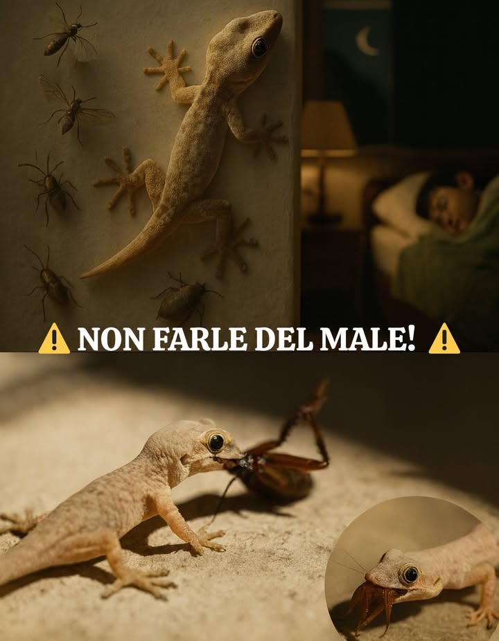 NON FARGLI MALE!   
Si chiamano geko, anche se molti li conoscono come pulitori di casa.  

年 Sono totalmente innocui per le persone e, contrariamente a quanto si crede, sono alleati naturali in casa:  
 Si nutrono di scarafaggi 荒  
 Cacciano ragni, mosche e zanzare 烈  
 Persino affrontano scorpioni 廬  

Sono autentici eroi silenziosi che ci proteggono giorno e notte da parassiti e punture pericolose, senza bisogno di usare insetticidi.  

 La prossima volta che ne vedi uno a casa tua, ricorda: non sono una minaccia, sono guardiani!