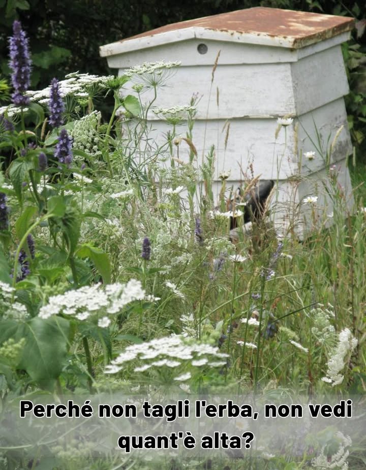 -Perché non tagli lerba, non vedi quantè alta?  
-È presto, è ancora presto.  
-E quando sarà il momento giusto?  
-Quando il verde volgerà al giallo, allora sarà il momento di tagliarla.  
-Eppure il tuo vicino ha già passato il tosaerba, guarda che bellordine che cè adesso.  
-Anche nella confusione cè bellezza, la bellezza della varietà, della diversità. E poi il vicino ha dimenticato una cosa.  
-Cosa ha dimenticato?  
-Che tagliando un prato acerbo le erbe selvatiche non faranno in tempo a fiorire, e cosa mangeranno poi le api, le farfalle e gli altri insetti se non cè nettare? Senza fiori poi non ci saranno semi, il vento non potrà spargerli fin nei terreni a loro più congeniali ed il passero e il pettirosso rimarranno anchessi senza cibo.  
-Sembra grave.  
-Lo è, e lo è anche la desertificazione. Senza lombra degli steli a proteggerlo dal sole il suolo inaridirà, i microrganismi presenti nellhumus periranno.  
-Quindi non taglierai lerba.  
-No, non adesso, lo farò in estate.  
Però rimane un bel caos.